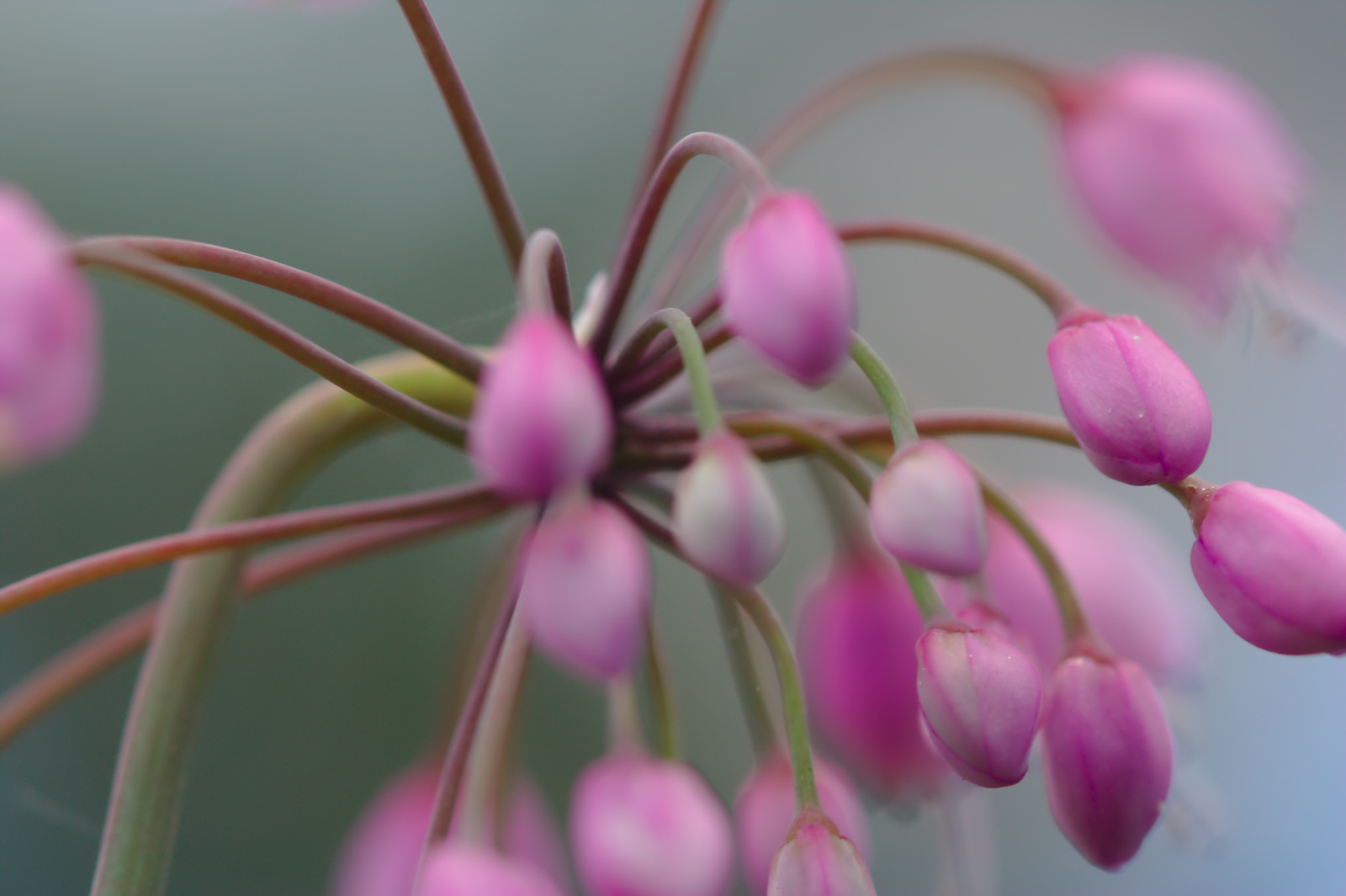Nodding Onion